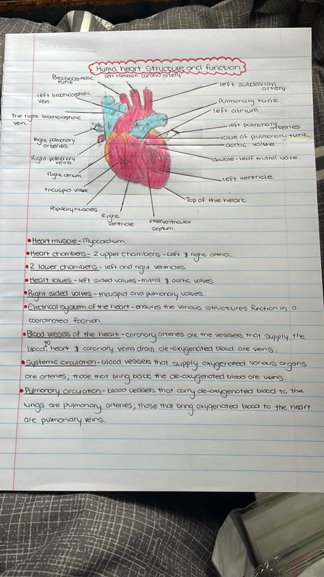 Function Of Heart Notes, Structure Of Heart Notes, Human Heart Notes, Human Heart Projects For School, Body Fluids And Circulation Short Notes, Heart Structure Diagram, Structure Of Brain, Function Of Heart, Life Science Notes