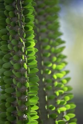 How to Propagate Ocotillo Ocotillo Art, Ocotillo Fence, Make A Flower Bed, Desert Shrubs, Xeriscaping Ideas, Ocotillo Plant, Zero Scape, Texas Landscaping, Desert Backyard