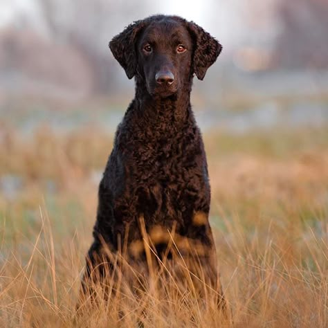 Curly Coated Retriever Puppy, Dog Types, Tattoos Dog, Curly Coated Retriever, Puppy Obedience Training, Dog Tattoo Ideas, Every Dog Breed, Anime Tattoo Designs, Positive Dog Training