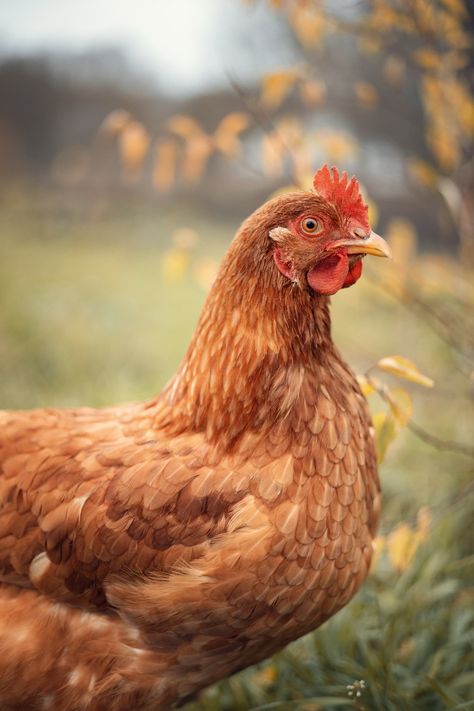 Chicken Wine, Chicken Pecking, Harvest Farm, Chicken Pictures, Fancy Chickens, Beautiful Chickens, Backyard Flocks, Animal Study, Chicken Art