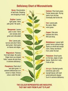 from the University of Arizona Cooperative Extension Plant Deficiencies, Different Types Of Plants, Plant Nutrients, Plant Problems, Plant Diseases, Plant Health, Hydroponic Gardening, Garden Pests, Veggie Garden