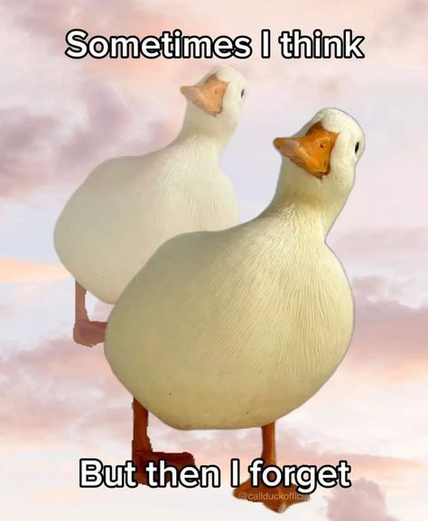 Duck Memes, Health Memes, Duck Pictures, Duck Photo, Pet Ducks, Cute Ducklings, Funny Duck, Funny Birds, Funny Doodles