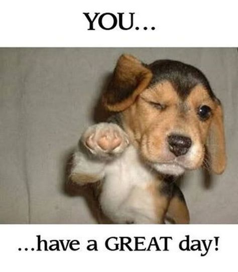 101 "Have a Great Day" Memes To Wish Someone Special a Good Day | Cute good morning quotes, Good morning funny pictures, Funny good morning memes Have A Good Day Funny, Good Day Meme, Wonderful Day Quotes, Good Morning Dog, Good Day Images, Great Day Quotes, Good Day Wishes, Good Morning Handsome, Good Day Messages