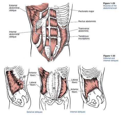 The major muscles that move, support and stabilize your spine are called the muscles of the core or trunk. Core Anatomy, Abdominal Muscles Anatomy, Abdominal Anatomy, How To Study Anatomy, Crossfit Ab Workout, Draw Human Anatomy, Preschool Worksheets Math, Ace Study, Bone Anatomy