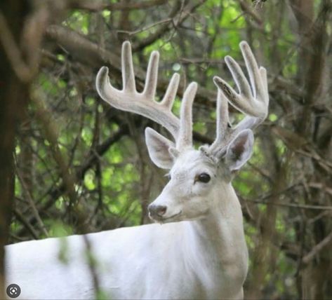 Bluebell Forest, Albino Deer, Deer With Antlers, Axis Deer, As The Deer, Big Deer, White Hart, Deer Pictures, Whitetail Bucks