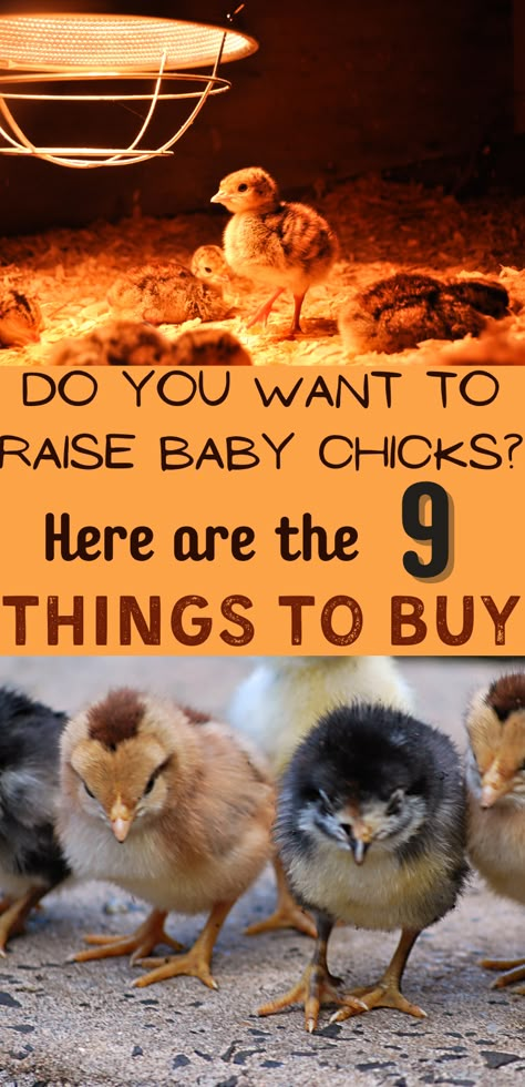 Raising Baby Chicks, Chicken Brooder, Baby Chicks Raising, Day Old Chicks, Raising Chicks, Backyard Chicken Coop Plans, Backyard Chicken Farming, Raising Backyard Chickens, Backyard Flocks