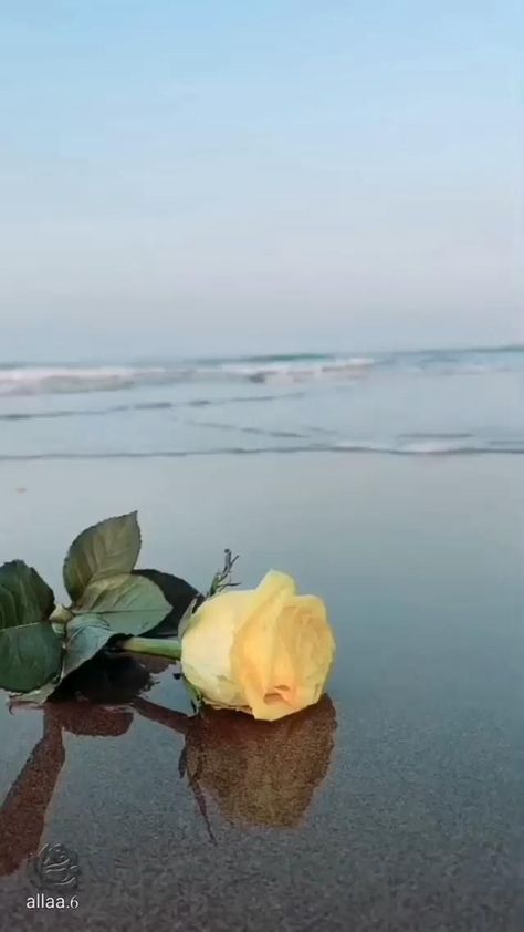 Sleep Sounds, Beautiful Beach Pictures, Beach Video, Cathedral Basilica, Flower Video, Scenery Nature, Instagram Ideas Photography, Beautiful Images Nature, Media Icon