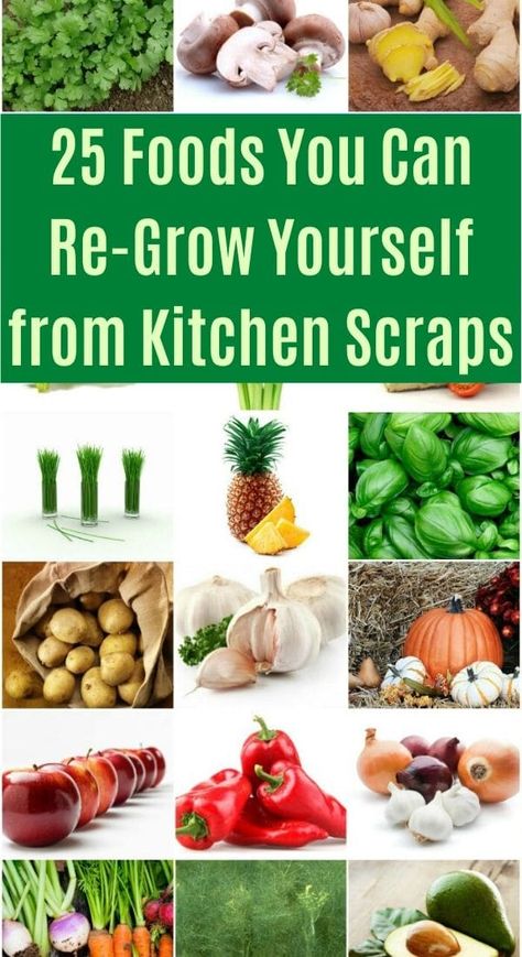 Growing Vegetables Indoors, Growing Food Indoors, Regrow Vegetables, Vegetables In Pots, Growing Vegetables In Pots, Indoor Vegetables, Kitchen Scraps, Vegetable Garden Diy, Indoor Vegetable Gardening