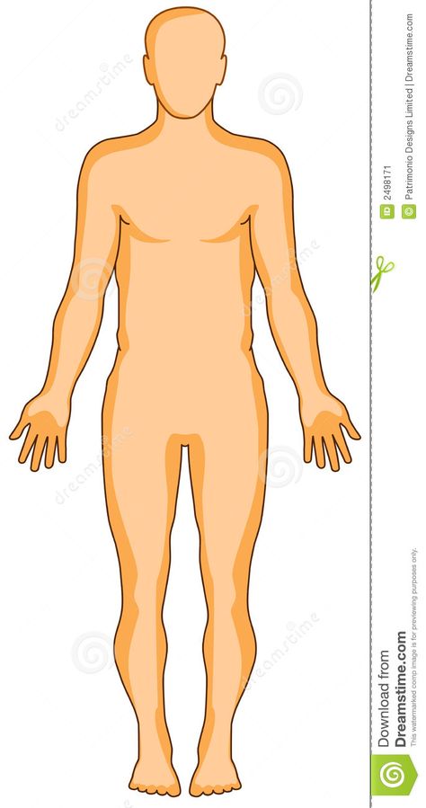 Human anatomy figure. Vector illustration showing the human anatomy #Sponsored , #anatomy, #figure, #human, #showing, #Human Human Anatomy Illustration, Children Fashion Sketch, The Human Anatomy, Anatomy Illustration, Human Body Organs, Body Diagram, Human Body Art, School Wall Art, Human Body Anatomy