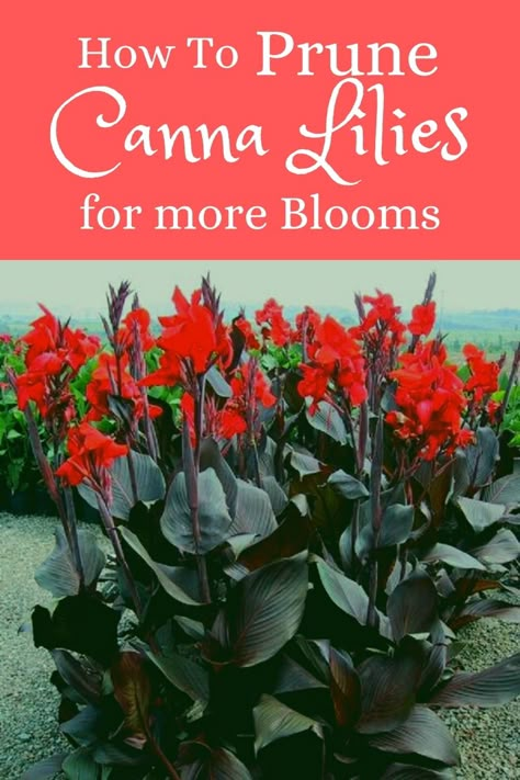 Canna Flower Bed, Canna Lily Companion Plants, Cana Lily In Pots, Lily Landscaping Ideas, Canna Lily Landscaping Ideas, Lily Companion Plants, Canna Lily Container, Canna Lily Container Pots, Cannas Plant