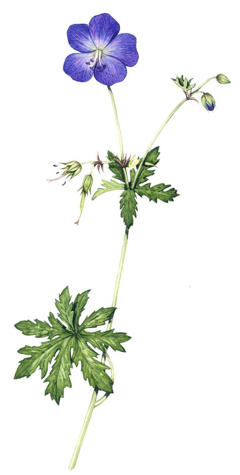 Botanical illustration Archives - Page 2 of 34 - Lizzie Harper Flowers For Embroidery, Geranium Tattoo, Lizzie Harper, Geranium Pratense, Hay Meadow, Blue Geranium, Thistles Art, Grass Species, Cranesbill Geranium