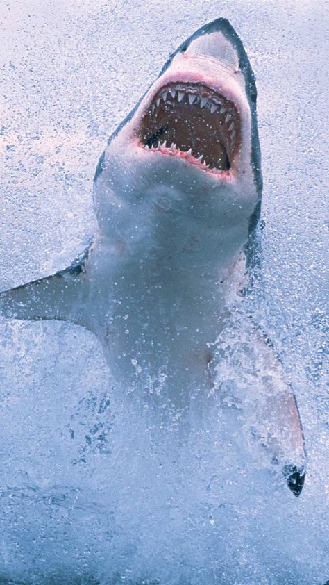 Shark coming out of the water Shark Pictures, Shark Bait, Creepy Stuff, The Great White, Shark Week, White Sharks, Great White Shark, Great White, Ocean Creatures