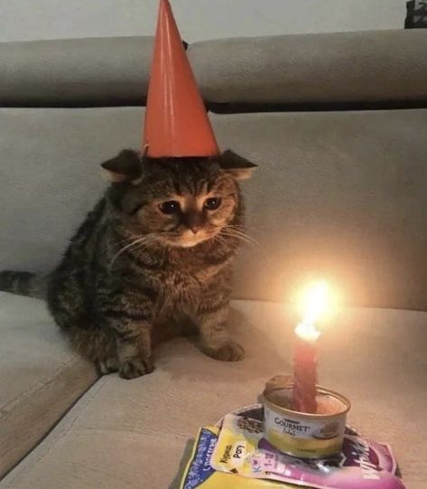 David Core, Silly Happy Birthday, Funny Looking Cats, Silly Cats Pictures, Silly Animals, Cat Birthday, Cat Aesthetic, Silly Pictures, Funny Cute Cats