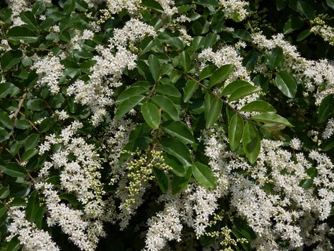 Ligustrum Care: Information On How To Grow Ligustrum Shrubs Wax Leaf Privet, Topiary Forms, Ligustrum Japonicum, Mock Orange Shrub, Outdoor Backyard Ideas, Home Front Yard, Screening Plants, Shrubs For Landscaping, Fast Growing Shrubs