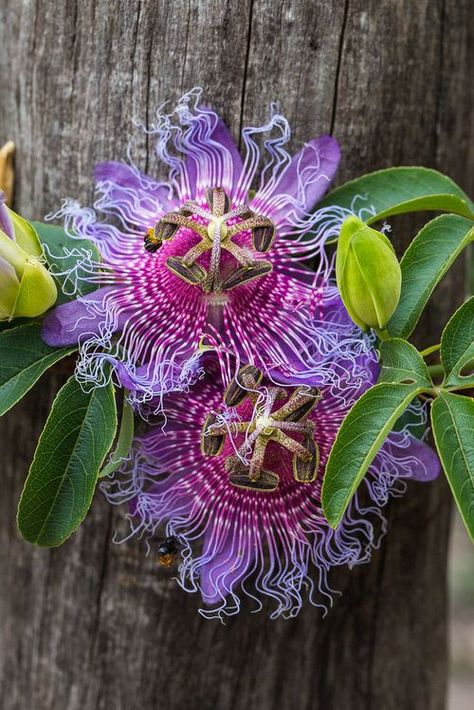 Strange Flowers, Garden Aesthetic, Unusual Plants, Unusual Flowers, Airbrush Art, Rare Flowers, Unique Plants, Passion Flower, Flowering Vines