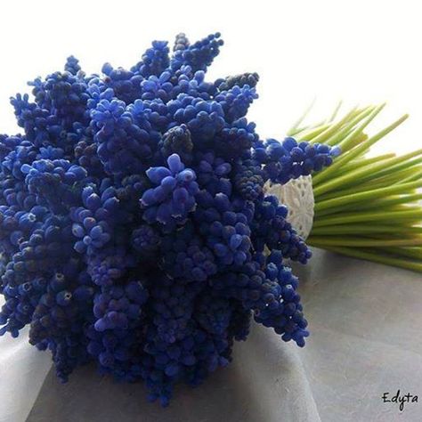 #grape_hyacinth #bouquet by floral arranger Edyta Wojtowicz #Poland Hyacinth Bouquet, Grape Hyacinth, Floral Decor, Favorite Things, Flower Arrangements, Bouquets, Grapes, Poland, My Wedding