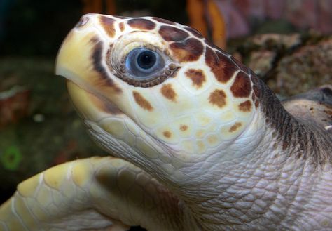 Loggerhead Sea Turtle (Caretta caretta) | Flickr - Photo Sharing! Turtle Photography, Loggerhead Turtle, Loggerhead Sea Turtle, Inheritance Cycle, Turtle Images, Clear Ocean, Human Population, Commercial Fishing, Mass Extinction