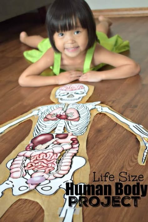 Life Size Human Body Project is such a fun kids activity to learn about the human body for kids Human Body Unit Study, Teaching Prek, Body Parts For Kids, Human Body Worksheets, Human Body Projects, Free Human Body, Body Preschool, Human Body Science, Human Body Activities