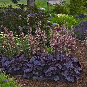 Coral Bells Plant, Coral Bells Heuchera, Front Yard Plants, Spring Hill Nursery, Goth Garden, Yard Plants, Purple Plants, Coral Bells, Gardening Trends