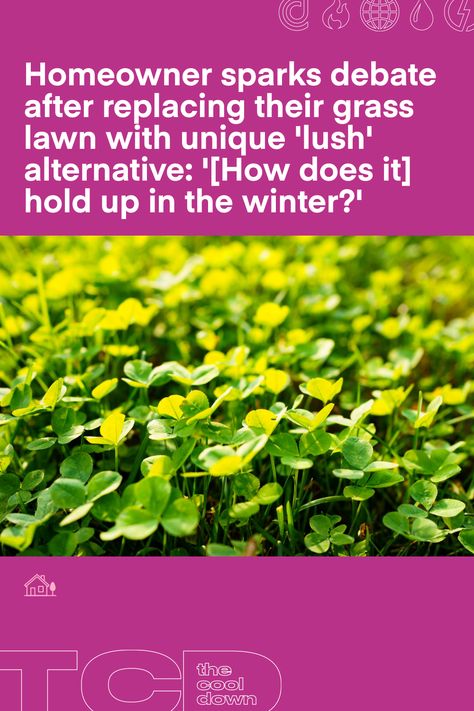 Their foray into the world of native plant lawns yielded stunning, lush, and vibrant results. Clover Lawn, Drought Resistant Plants, Cool Picks, Drought Resistant, Front Lawn, Circular Economy, Home Ownership, Native Plants, In The Winter