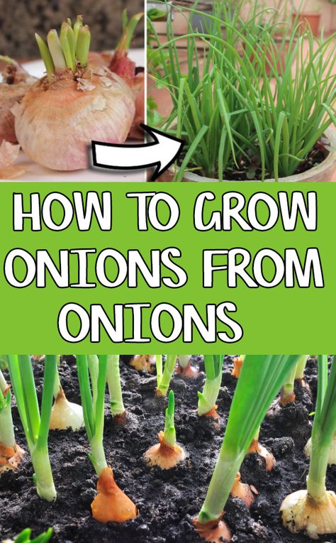 Growing Onions using onion seeds at home. Onion sets are mini onion bulbs that are marketed solely for planting purpose. When you start to plant it, they grow into a complete actual onion size bulb after for about in three development months. Onion plants are at least 4 inches tall in raised beds. Planting Onions Bulbs, Growing Spring Onions, Grow Onions, Green Onions Growing, Onion Seeds, Regrow Vegetables, Growing Vegetables In Pots, Growing Onions, Onion Bulbs