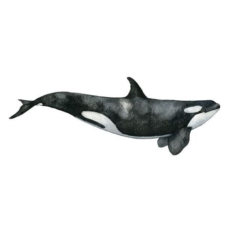 Whale Sketch, Killer Whale Tattoo, Orca Art, Orca Tattoo, Whale Drawing, Whale Stuffed Animal, Whale Illustration, Whale Painting, Whale Tattoos