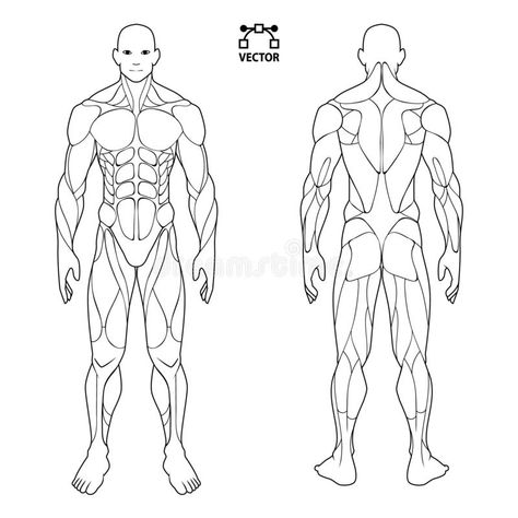 Human Body Anatomy Male Man , Front And Back Muscular System Of Muscles . Flat Medical Scheme Poster Of Training Healthcare Gym , Stock Vector - Illustration of design, human: 142535624 Body Anatomy Male, Body Muscle Anatomy, Muscular System Anatomy, Human Muscular System, Anatomy Male, Human Muscle Anatomy, Human Body Drawing, Man Anatomy, Muscular System