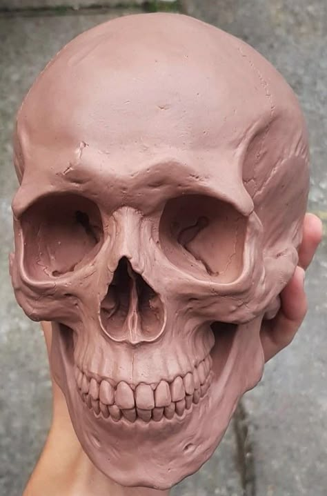 Skull References, Clay Skull, Skull Anatomy, Skull Reference, Anatomy Sculpture, Sculpture Art Clay, Skulls Drawing, Human Anatomy Art, Tanah Liat