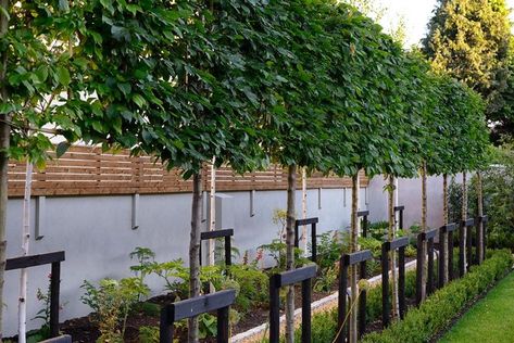 Screening trees are invaluable as they can create a higher screen that is taller than a hedge and wall and creates privacy or screening a new house or extension too. A wall or fence cannot be any higher than 2metres tall where there is no maximum height of a tree and if you pick the right tree you aren’t going to have a problem with light and sun for your home or garden or your neighbours either. Pleached Hornbeam, Garden Lighting Bollards, Auckland Garden, Outdoor Privacy Screen Ideas, Front Yard Exterior, Privacy Screen Ideas, Japanese Garden Backyard, Privacy Garden, Pleached Trees