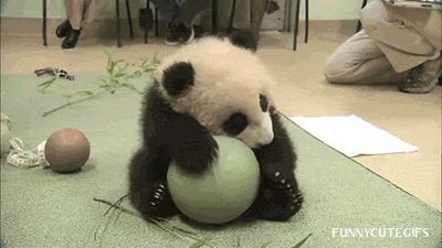 Dawww more cute animals: https://commaful.com/play/late/hump-day-1 Panda Videos, Baby Pandas, Panda Gif, Animiertes Gif, Cute Pandas, Giant Pandas, Panda Bears, Panda Love, Giant Panda