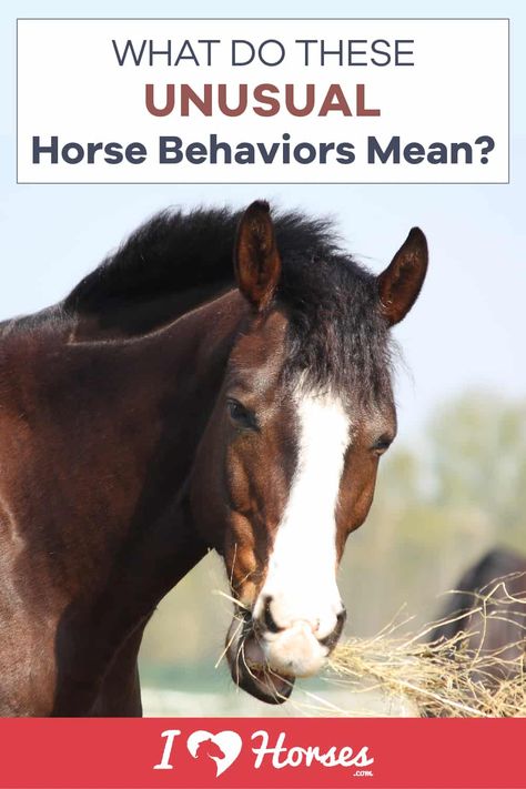 unusual horse behavior Riding Tips For Beginners, Horse Groundwork, Facts About Horses, Unusual Horse, Vet Technician, Horse Farm Ideas, Horse Behavior, Diy Horse Barn, Barn Hacks