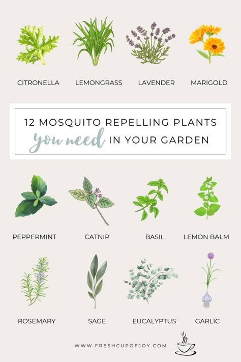 Insect Repellent Plants, Repel Mosquitos, Citronella Plant, Plants That Repel Bugs, Mosquito Plants, Mosquito Repelling, Repellent Plants, Mosquito Repelling Plants, Fragrant Plant