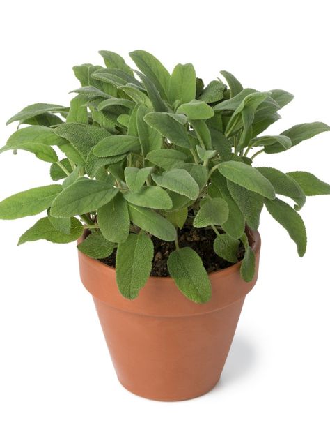 Growing Sage Indoors, Growing Sage, Fast Growing Vegetables, Best Herbs To Grow, Sage Herb, Sage Plant, Lucky Plant, Natural Insect Repellant, Ornamental Plants