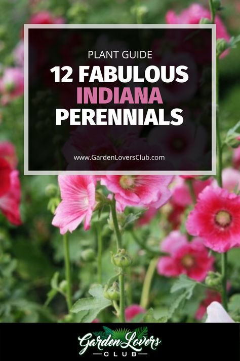 Consider these 12 perennials that are listed in no particular order for your Indiana landscape. They each look beautiful when planted in the right spot, so think about their size, light needs and other requirements to choose what will work best for you. Indiana Perennials, Indiana Native Plants Landscaping, Indiana Flower Bed Ideas, Indiana Landscaping Ideas, Native Indiana Landscaping, Zone 5 Native Perennials, Indiana Gardening, Native Indiana Perennials, Indiana Native Garden