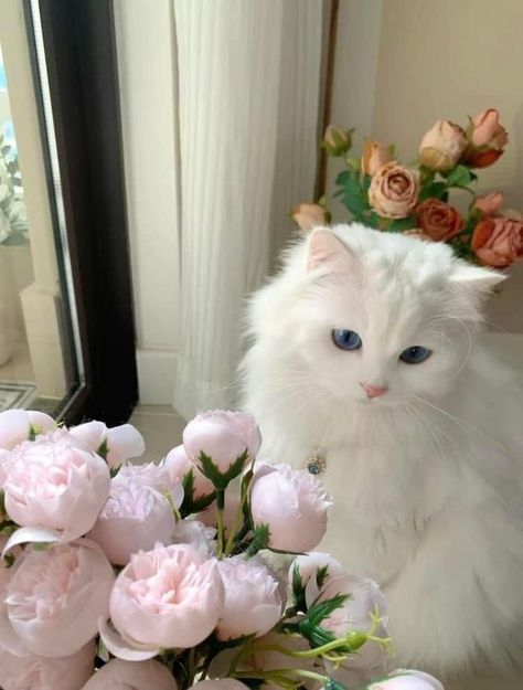 All About Flame Point Ragdoll Cats | Cute Ragdoll Cats Aesthetics Cat With Blue Eyes, Image Chat, Söt Katt, Cute Cat Breeds, Cute Little Kittens, Cute Cat Wallpaper, Cute Cats Photos, White Cats