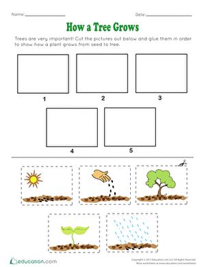 Preschoolers will learn sequencing, storytelling, and a little bit of science too with this worksheet about how a tree grows. Help them put the steps of a tree's life in the correct order.#educationdotcom Life Cycle Of A Tree, Preschool Science Lessons, Life Cycles Preschool, Tree Life Cycle, Thai Alphabet, Letter Recognition Worksheets, Planting A Tree, Alphabet Crafts Preschool, Frog Coloring Pages