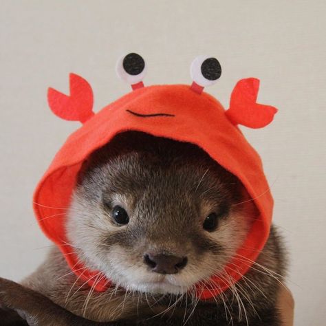 Otters In Hats, Cute Otters, A Ferret, Otters Cute, Baby Otters, Sea Otters, Little Animals, Cute Little Animals, Ferret