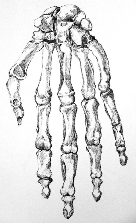 Pen drawing of the bones of a hand. Drawing by Emily Gerbig Hand Skeleton Sketch, Bones Drawing, Skeleton Hands Drawing, Skeleton Sketch, A Hand Drawing, Hand Bones, Bone Drawing, Concept Art Landscape, Hand Skeleton