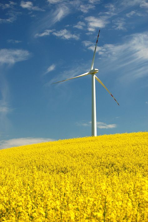 Renewable energy or wind energy technology Wind Energy Aesthetic, History Of Education, Eco Technology, Green Appliances, Renewable Energy Projects, Career Photos, Background Editing, Alternative Energy Sources, Potential Energy