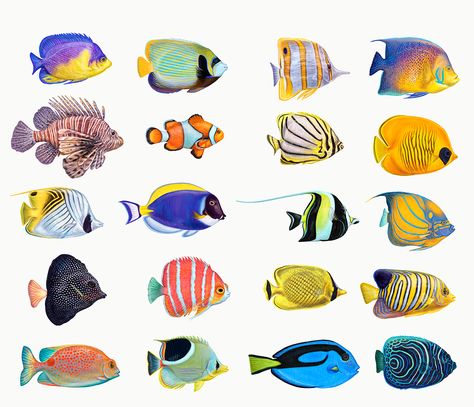 Angelfish Aquarium, Easy Pencil Drawing, Leaves Drawing, Blue Tang, Drawn Fish, Fish Artwork, Fish Vector, Fish Illustration, Clownfish