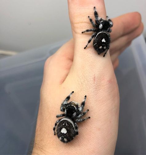 Phidippus regius „Black“ Females 🖤 Pet Tarantula, Cute Spiders, Cute Bugs, Jumping Spiders, Pet Spider, Cool Bugs, Spider Tattoo, Jumping Spider, Beautiful Bugs