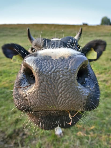 Big nose cow. Wide angle shot of cow nose , #Aff, #cow, #nose, #Big, #shot, #angle #ad Photos Of Cows Faces, Shaggy Cow Picture, How To Paint Cow Eyes, Cow Nose Drawing, Big Nose Drawing, Cow Person, Nose Image, Cow Reference, Cow Faces