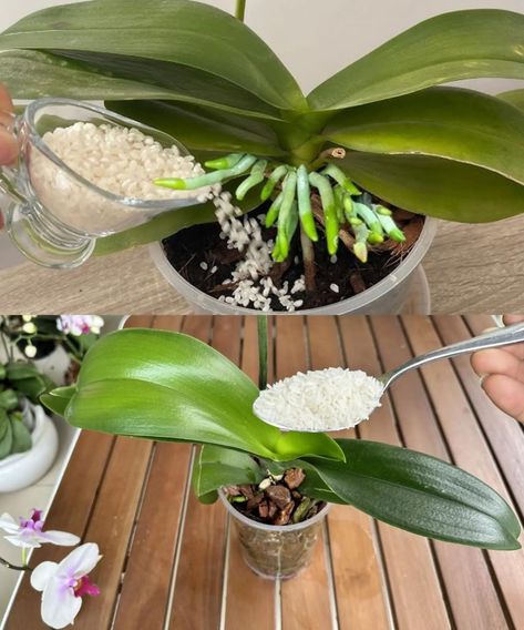 Fertilize the orchid like this, so that it blooms profusely and for a long time! – Tasty Recipes Repotting Orchids, Indoor Orchids, Orchid Fertilizer, Orchid Plant Care, Plant Care Houseplant, Growing Orchids, Organic Compost, Orchids Garden, Inside Plants