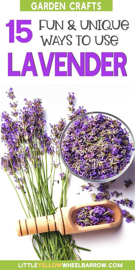 Lavender Plant Care, Lavender Ideas, Dry Lavender, Lavender Uses, Drying Flowers, Lavender Crafts, Lavender Leaves, Lavender Recipes, Growing Lavender