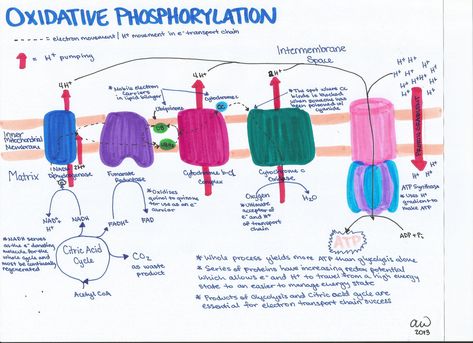 Oxidative Phosphorylation Mcat Notes, Mcat Study Tips, Cell Biology Notes, Med School Prep, Oxidative Phosphorylation, Biochemistry Notes, Biology Activity, Photosynthesis And Cellular Respiration, General Biology