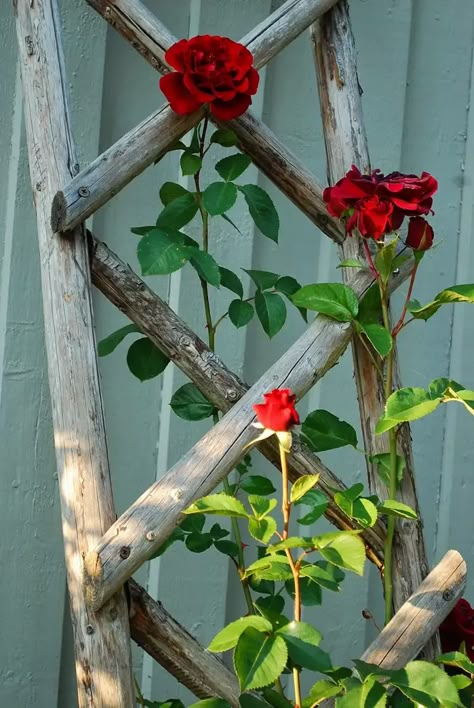 Diy Garden Trellis, Rose Trellis, Wooden Trellis, Diy Roses, Have Inspiration, Diy Yard, Garden Yard Ideas, Climbing Roses, Diy Garden Projects