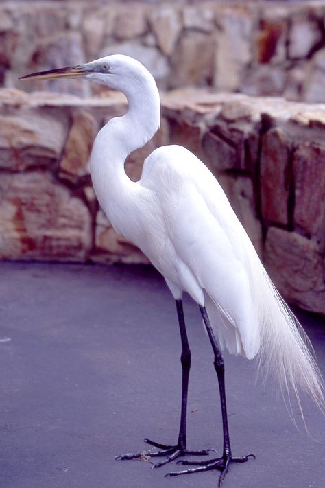 Crane | Crane from Sea World | Matana_and_Jes | Flickr Egret Painting, Names Of Birds, Beach Wallpaper Iphone, Snowy Egret, Coastal Birds, Bird People, White Crane, White Egret, Watercolor Subjects