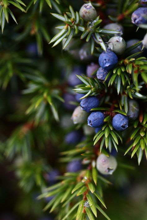 Winter Berry Aesthetic, Midwinter Aesthetic, Cedar Berries, Manifestation School, Juniper Color, Juniper Flower, Real Witchcraft, Winter Fruits, Forest Berries