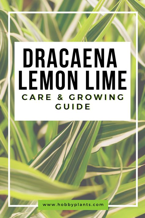 Dracena Lemon Lime, Lemon Lime Dracaena Plant, Lemon Lime Plant, Dracaena Care, Dracaena Plant Care, Dracena Plant, Lime Plant, Gardening In Florida, Dracaena Fragrans