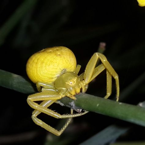 Goldenrod Crab Spider Goldenrod Crab Spider, Poecilotheria Metallica, Flower Spider, Flower Crab, Crab Spider, Spider Species, Fish Rocks, Cool Insects, Insect Photography